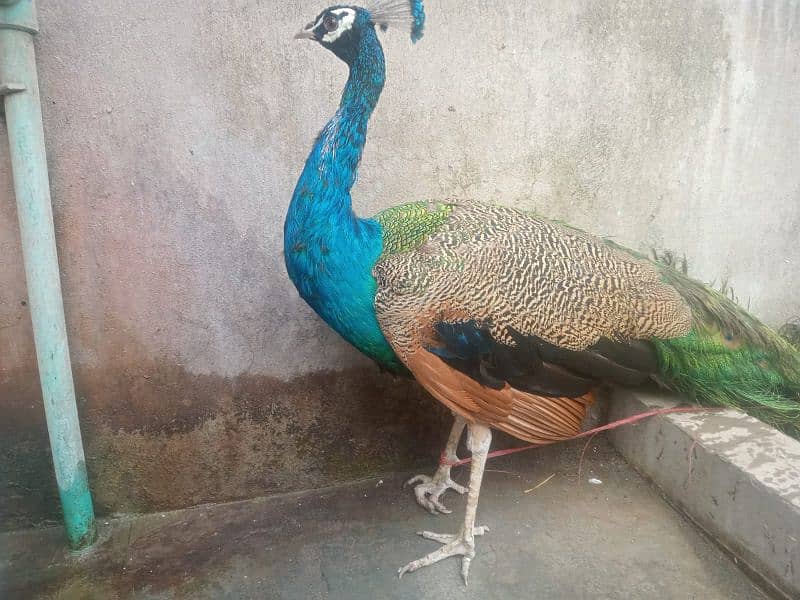 All types of Peacocks with Home delivery available 8