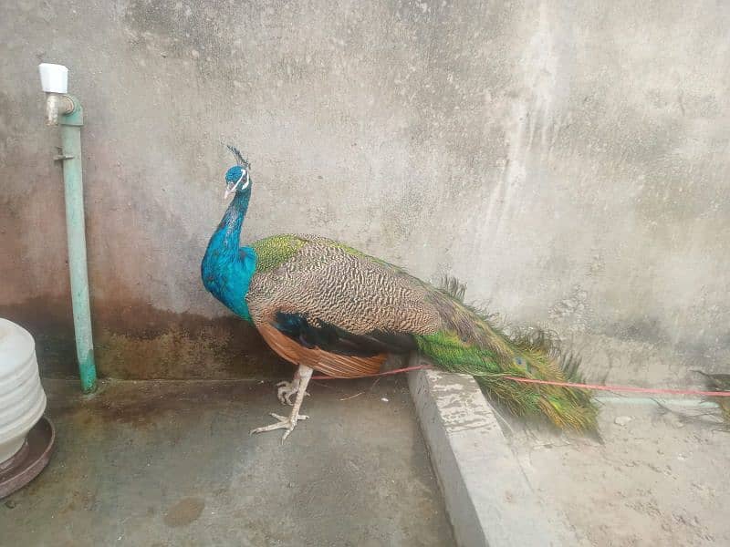 All types of Peacocks with Home delivery available 9