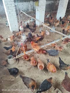 Golden misri hens available on wholesale rate