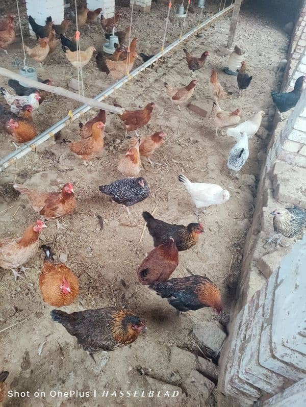 Golden misri hens available on wholesale rate 1