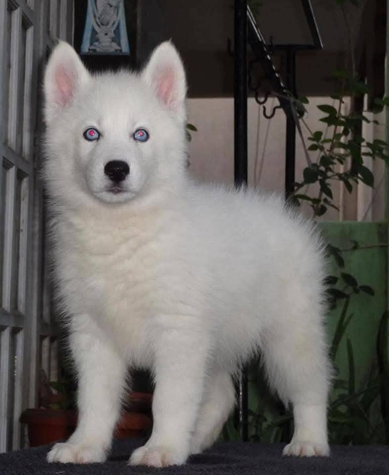 white Siberian husky | white husky puppy | Dog 0