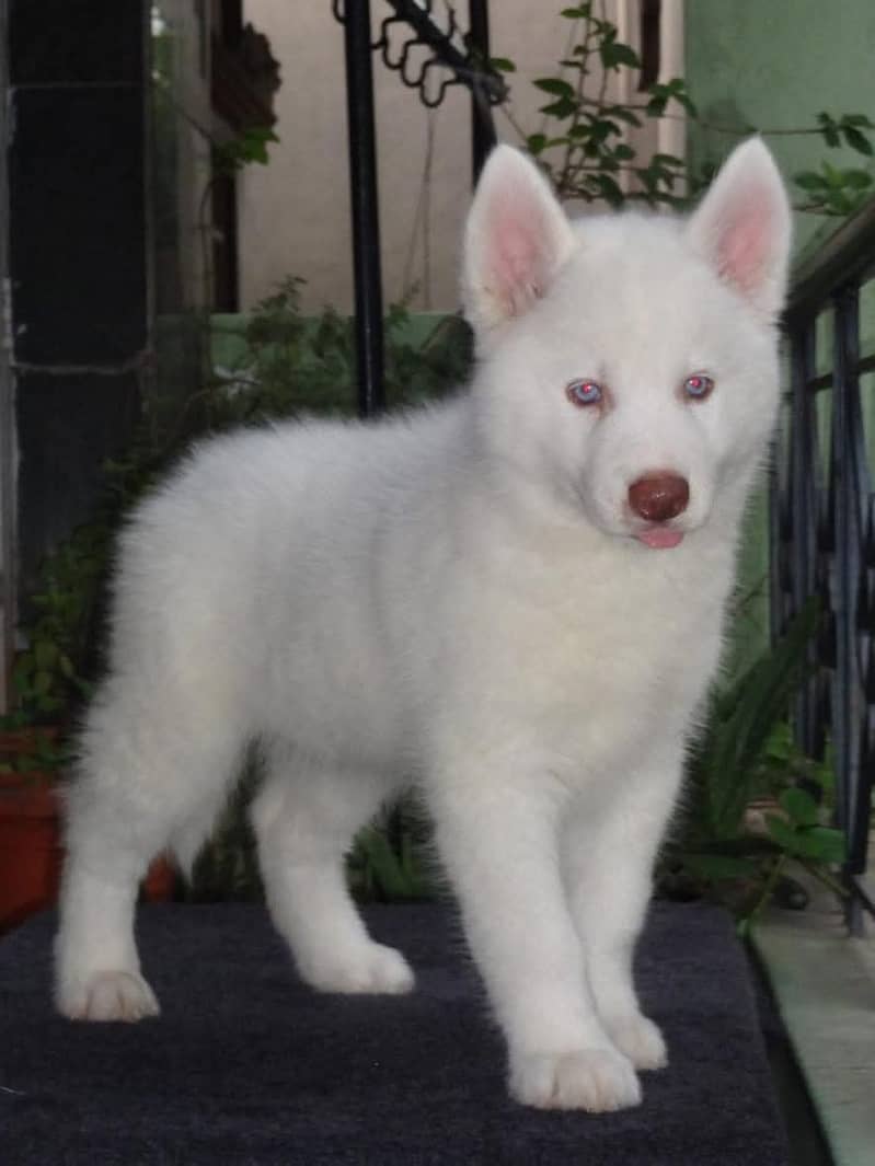 white Siberian husky | white husky puppy | Dog 1