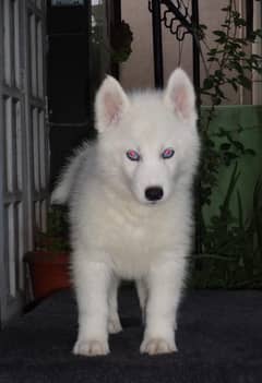 white Siberian husky | white husky puppy | Dog