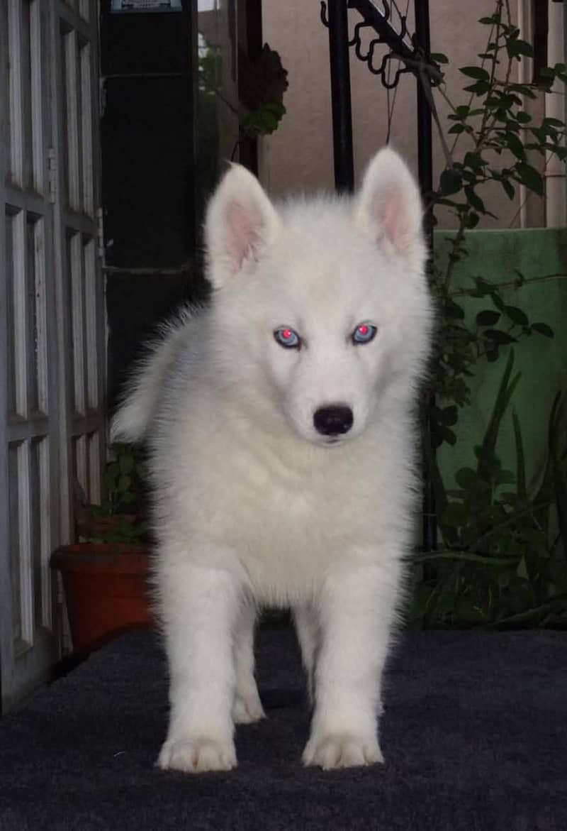 white Siberian husky | white husky puppy | Dog 2