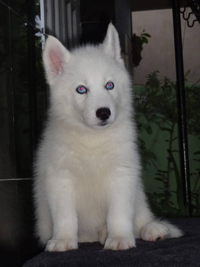 white Siberian husky | white husky puppy | Dog 3