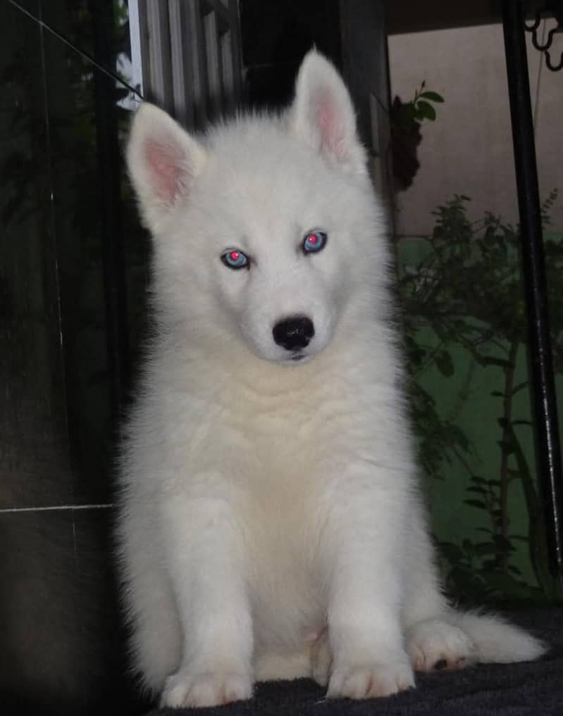 white Siberian husky | white husky puppy | Dog 4