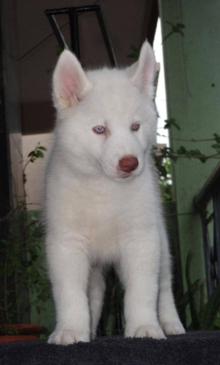 white Siberian husky | white husky puppy | Dog 5