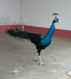 Male peacock for sale Whatsapp 03006922212