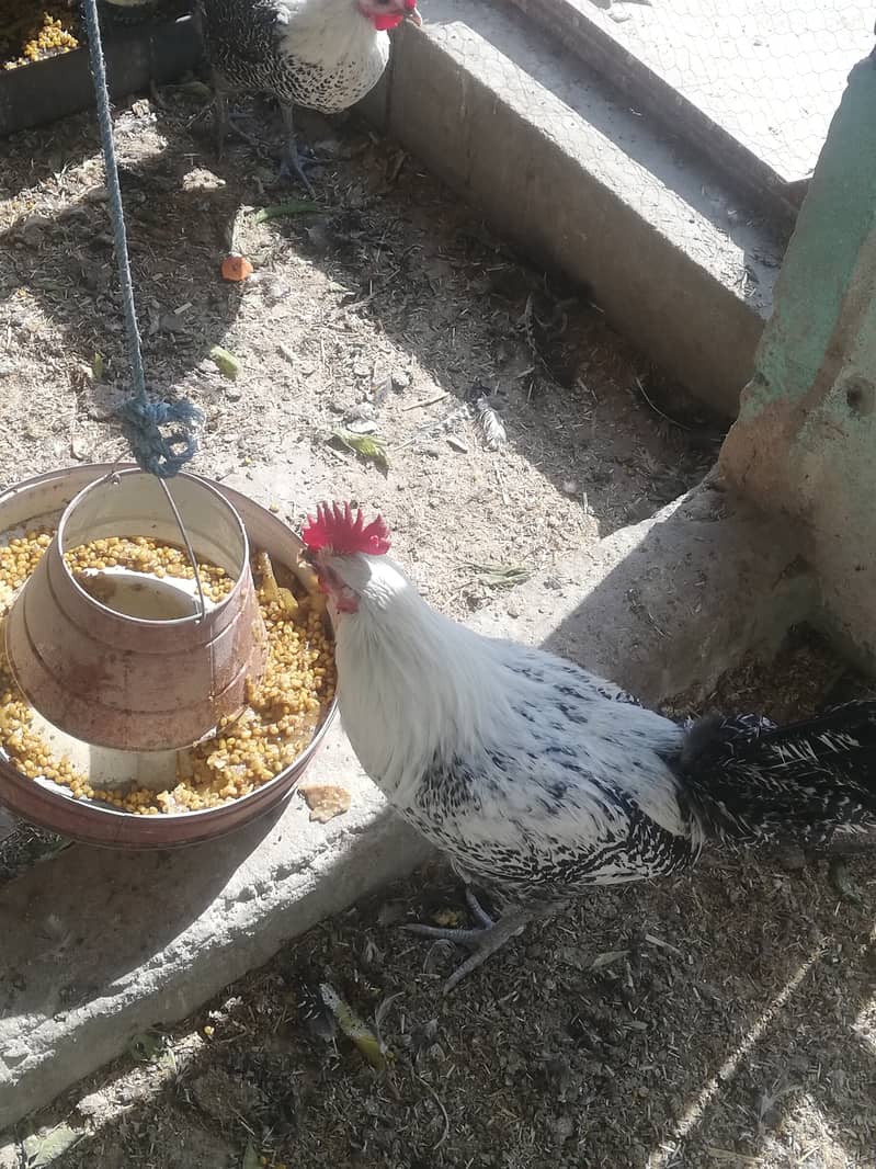 Pure misri murghian (Fumi) For sale 1