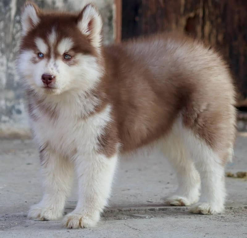 Siberian husky Puppy | Siberian husky Dog | husky Puppy 1