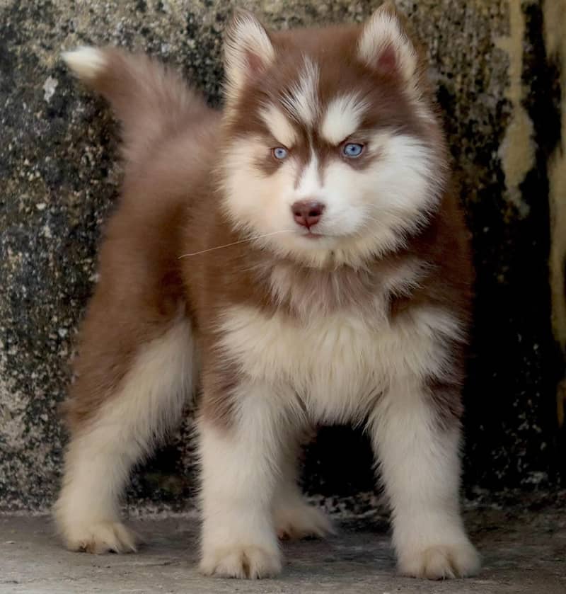 Siberian husky Puppy | Siberian husky Dog | husky Puppy 2