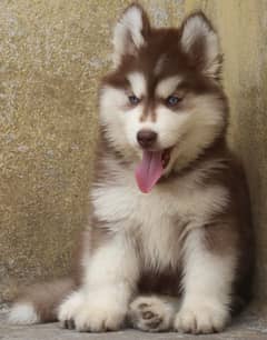 Siberian husky Puppy | Siberian husky Dog | husky Puppy