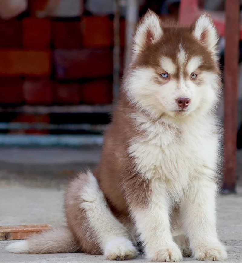 Siberian husky Puppy | Siberian husky Dog | husky Puppy 8