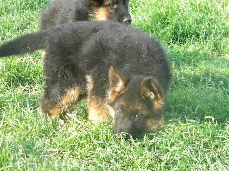 German shepherd | Puppy | GSD | Dog for sale | black and tane 1