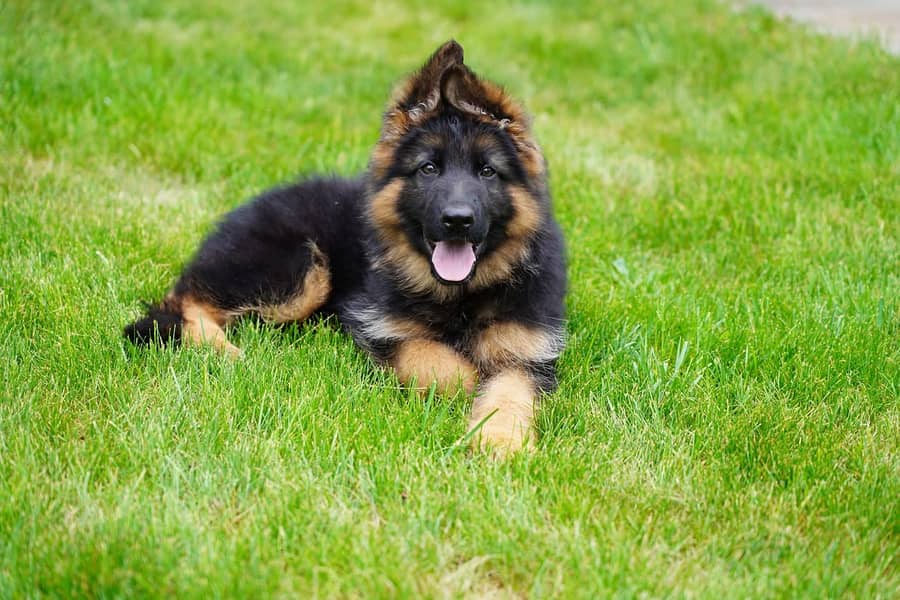 German shepherd | Puppy | GSD | Dog for sale | black and tane 2