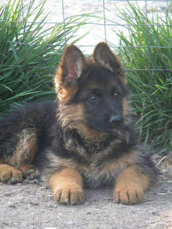 German shepherd | Puppy | GSD | Dog for sale | black and tane 3