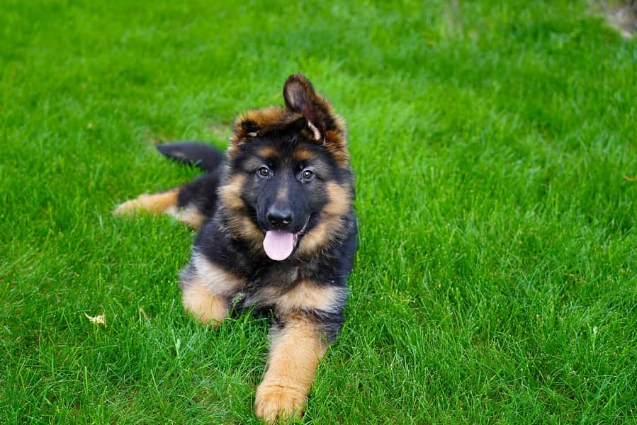 German shepherd | Puppy | GSD | Dog for sale | black and tane 4