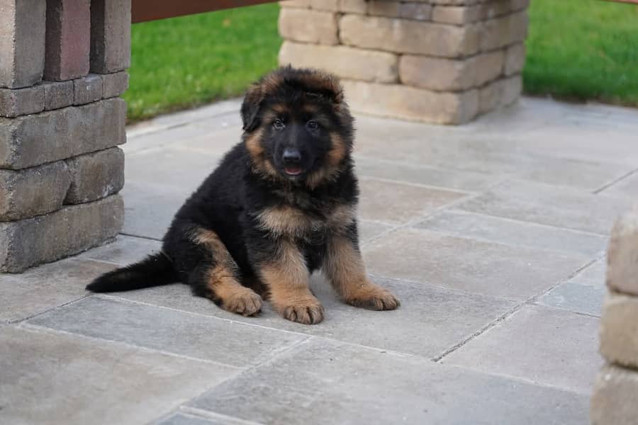 German shepherd | Puppy | GSD | Dog for sale | black and tane 6