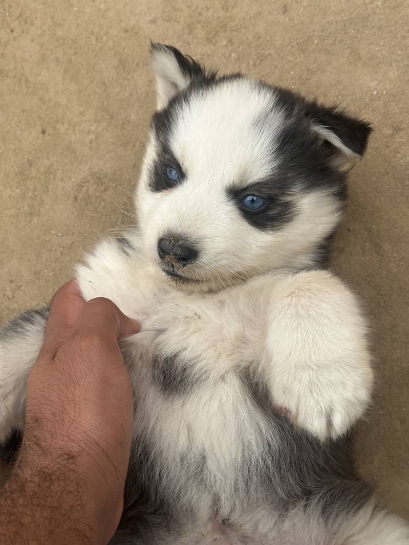 Husky puppy 0