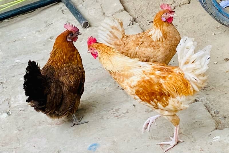 Golden Misri hen pairs 0