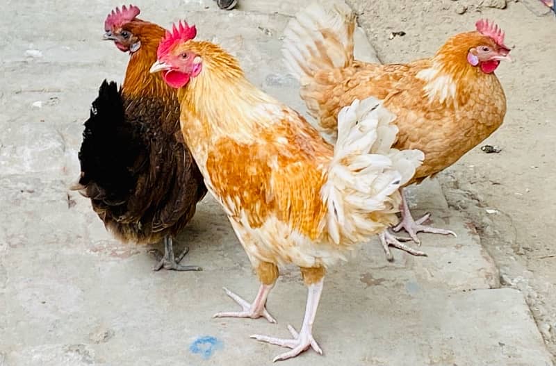 Golden Misri hen pairs 1