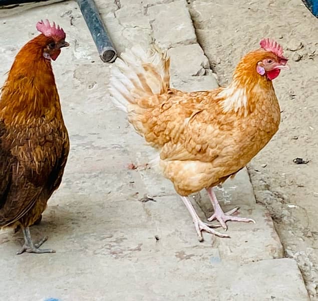 Golden Misri hen pairs 3