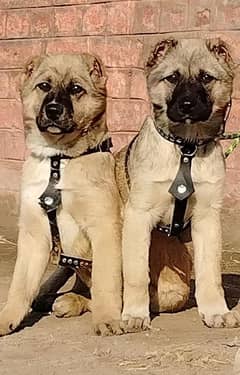 pure king Kurdish kangal pior 3 month for sale sequrty dogs