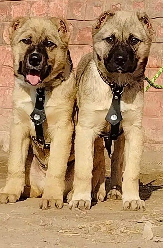 pure king Kurdish kangal pior 3 month for sale sequrty dogs 1