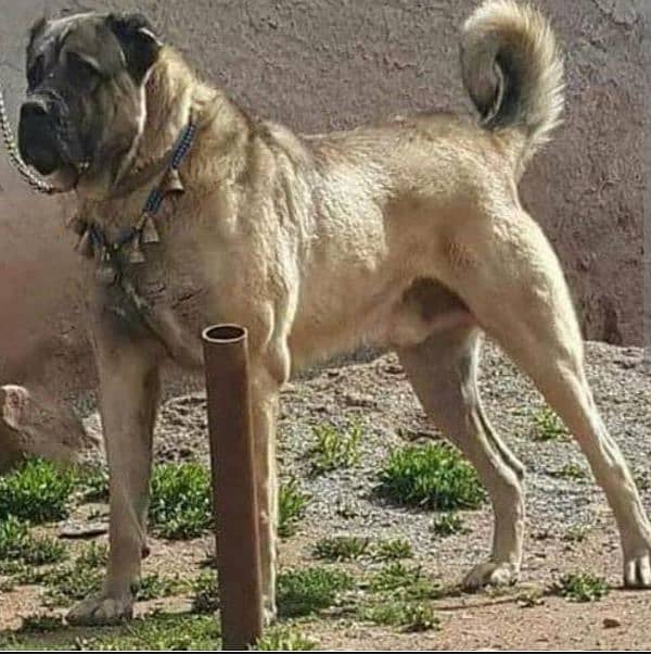 pure king Kurdish kangal pior 3 month for sale sequrty dogs 2