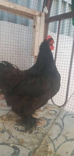 Hen  cock pairs black and white eges also available