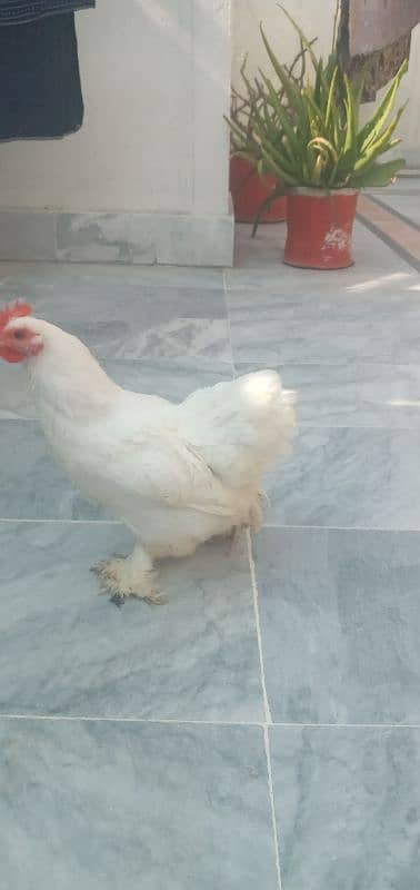 Hen  cock pairs black and white eges also available 2