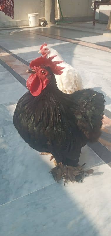 Hen  cock pairs black and white eges also available 3