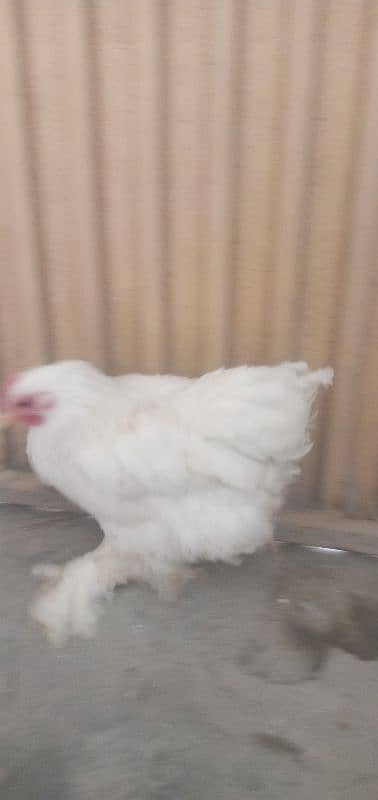 Hen  cock pairs black and white eges also available 5