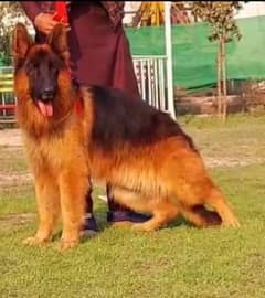 German Shepherd female dog urgent for sale call me _03134935016