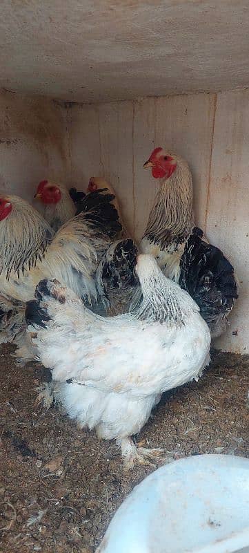 brahma and golden buff breaders for sale 0