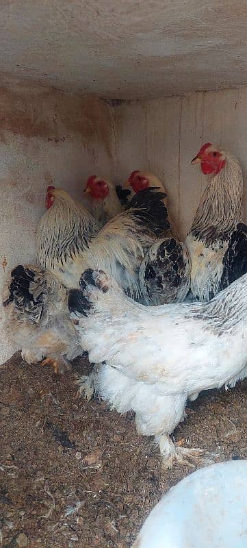 brahma and golden buff breaders for sale 1