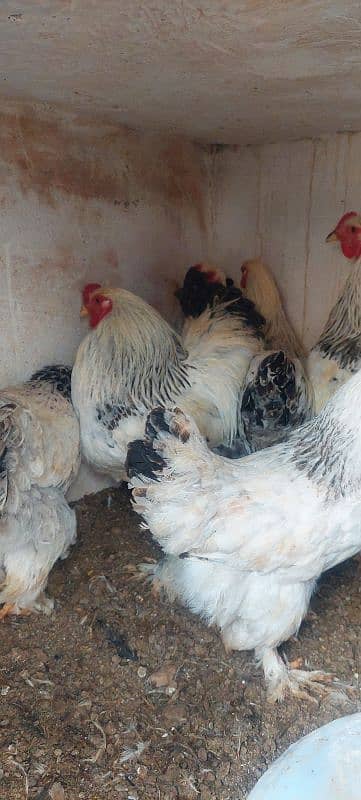 brahma and golden buff breaders for sale 2