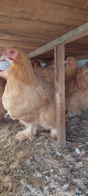 brahma and golden buff breaders for sale 3