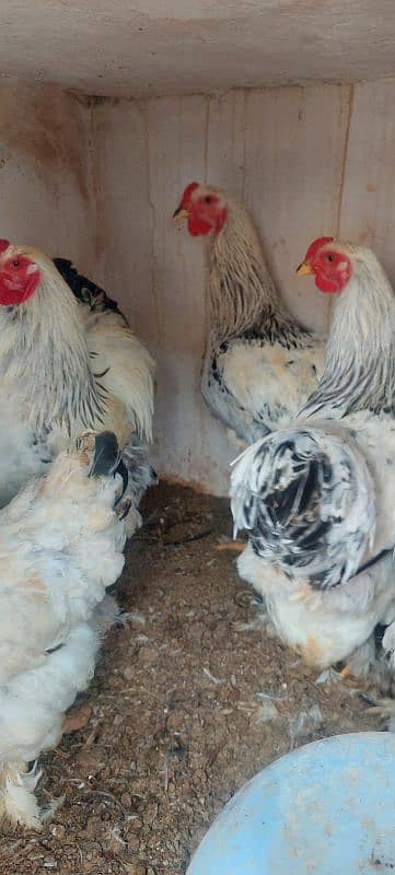 brahma and golden buff breaders for sale 4