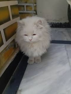 A Persian Male for sell