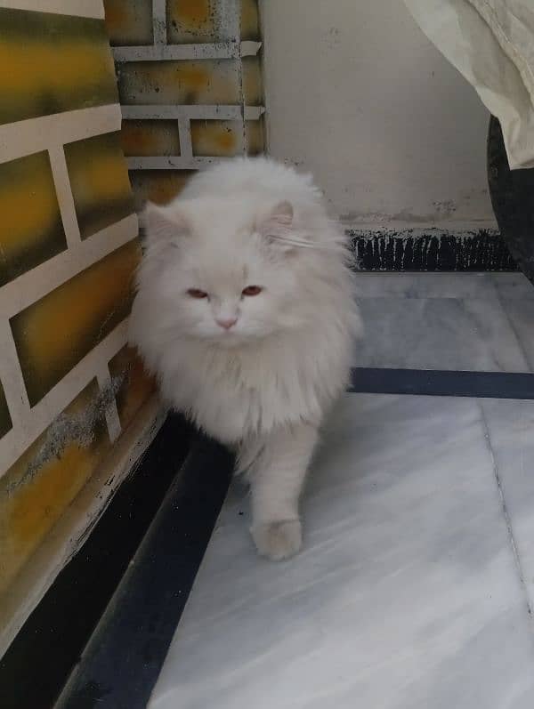 A Persian Male for sell 1