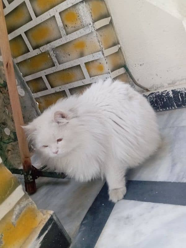 A Persian Male for sell 2