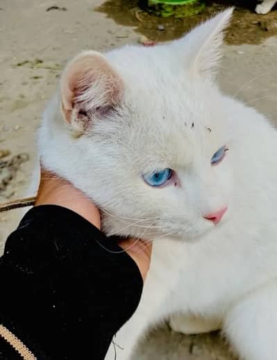 Russian male cat