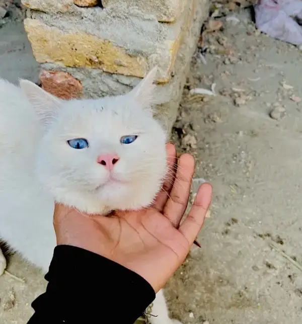 Russian male cat — photo 2