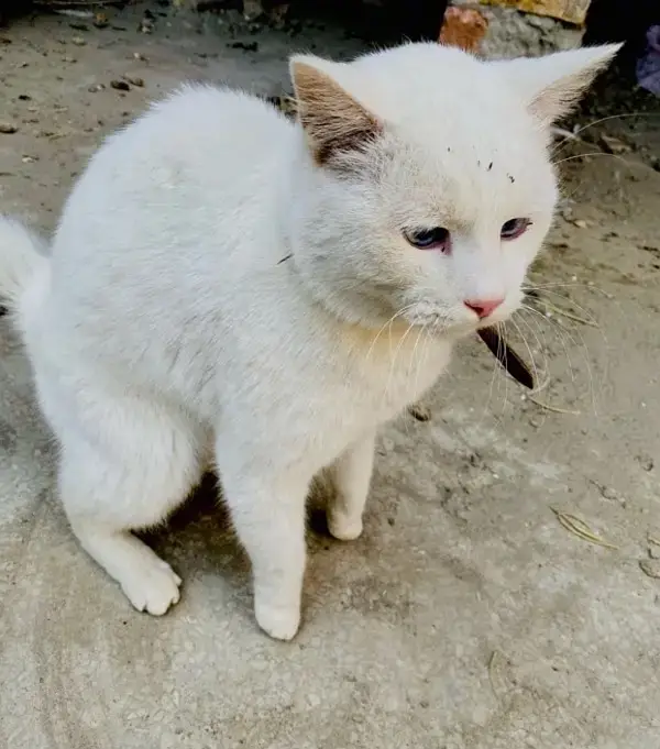 Russian male cat — photo 3