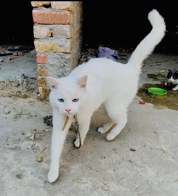 Russian male cat — photo 4