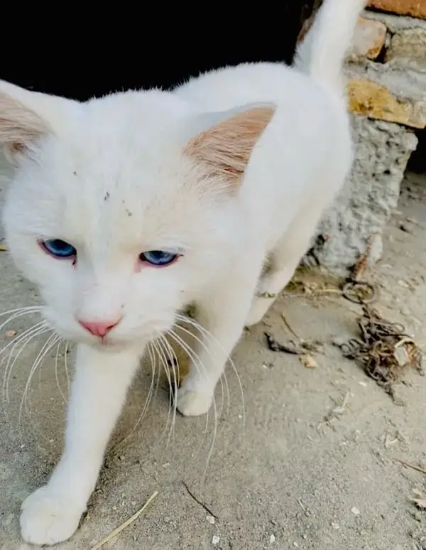 Russian male cat — photo 6