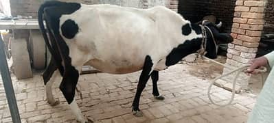 cow ha or wacha