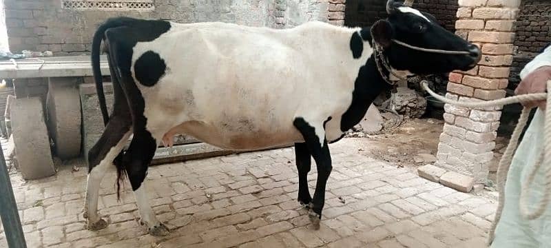 cow ha or wacha 3