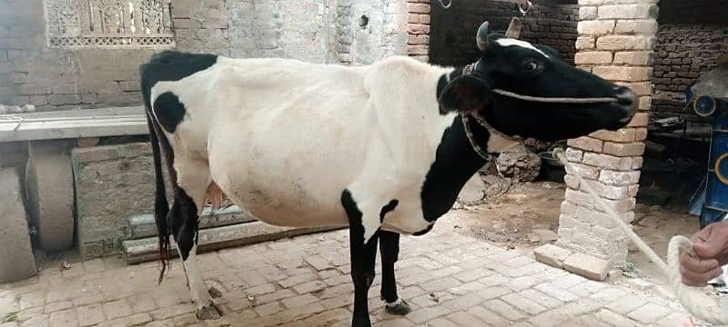 cow ha or wacha 5